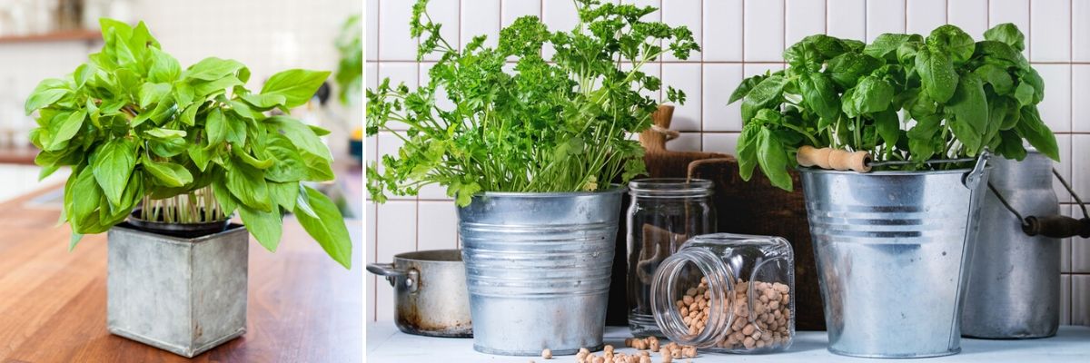 Zinken potten voor binnen keuken - Tuincentrum Luyckx