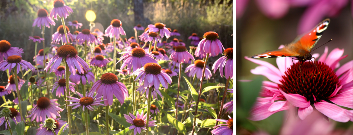 Zonnehoed - Echinacea Tuincentrum Luyckx