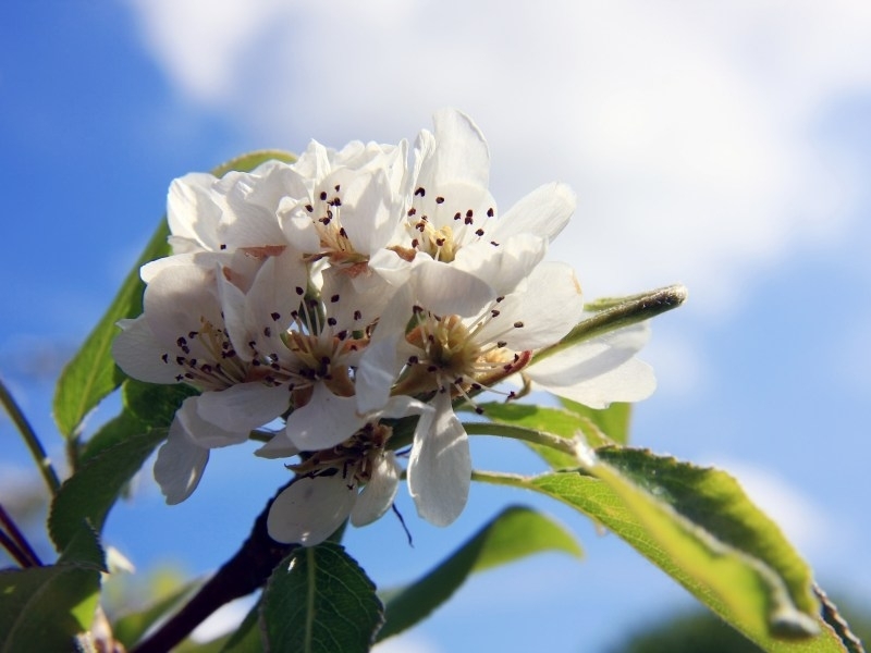 Fruitbomen kopen Brugge