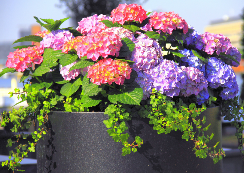 Hortensia tuinplanten Luyckx