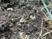 Engerlingen veroorzaken kale plekken in het gazon Engerlingen veroorzaken kale plekken in het gazon