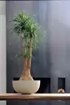 Beaucarnae: een stoere plant zonder opsmuk Beaucarnae: een stoere plant zonder opsmuk