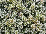 Buxus in de winter