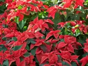 Kerststerren Kerststerren