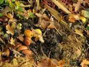 Tuinonderhoud in oktober Tuinonderhoud in oktober