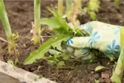 Onkruid milieuvriendelijk bestrijden Onkruid milieuvriendelijk bestrijden