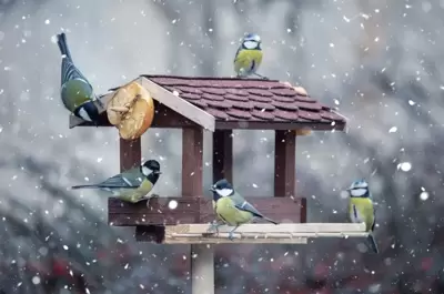 Maak een kerstbuffet voor de tuinvogels