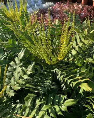 Mahonia x media 'Winter Sun'