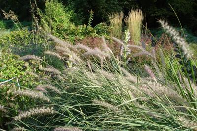 Plant nu wuivende siergrassen