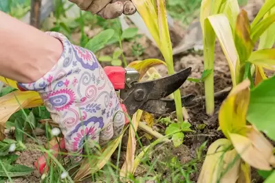 Tuintips Mei