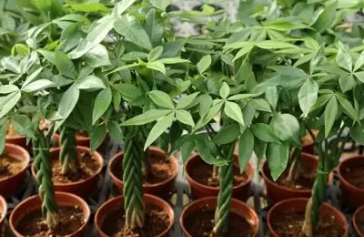 Vijf voordelen van een Pachira kamerplant