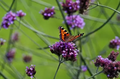 Waardevolle vaste planten