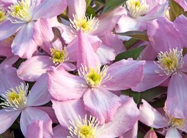 Clematis