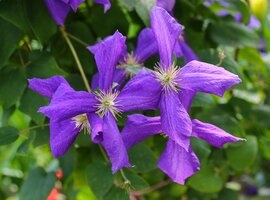 Clematis viticella 'Polish Spirit'