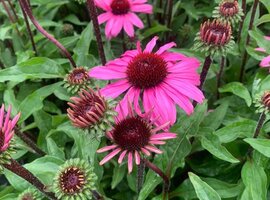 Echinacea | Tuincentrum Luyckx