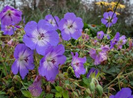 Geranium