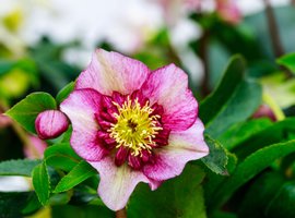 Helleborus | Tuincentrum Luyckx