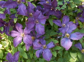 Italiaanse clematis