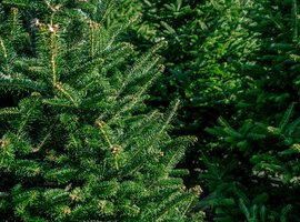 Kerstboom kopen | Luyckx
