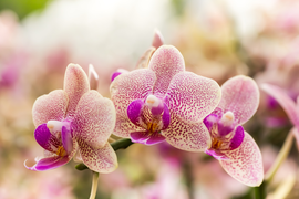 Orchidee