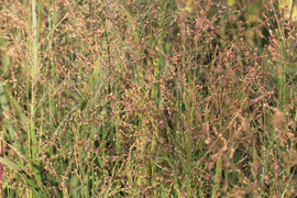 Panicum vingergras