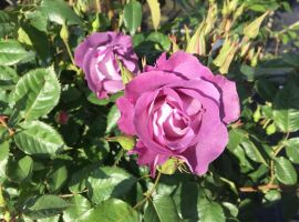 Klimplanten en rozen | Tuincentrum Luyckx