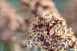 Skimmia