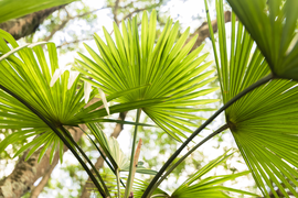 Tropische tuinplanten