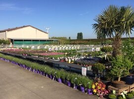 Tuinplanten kopen bij Tuincentrum Luyckx