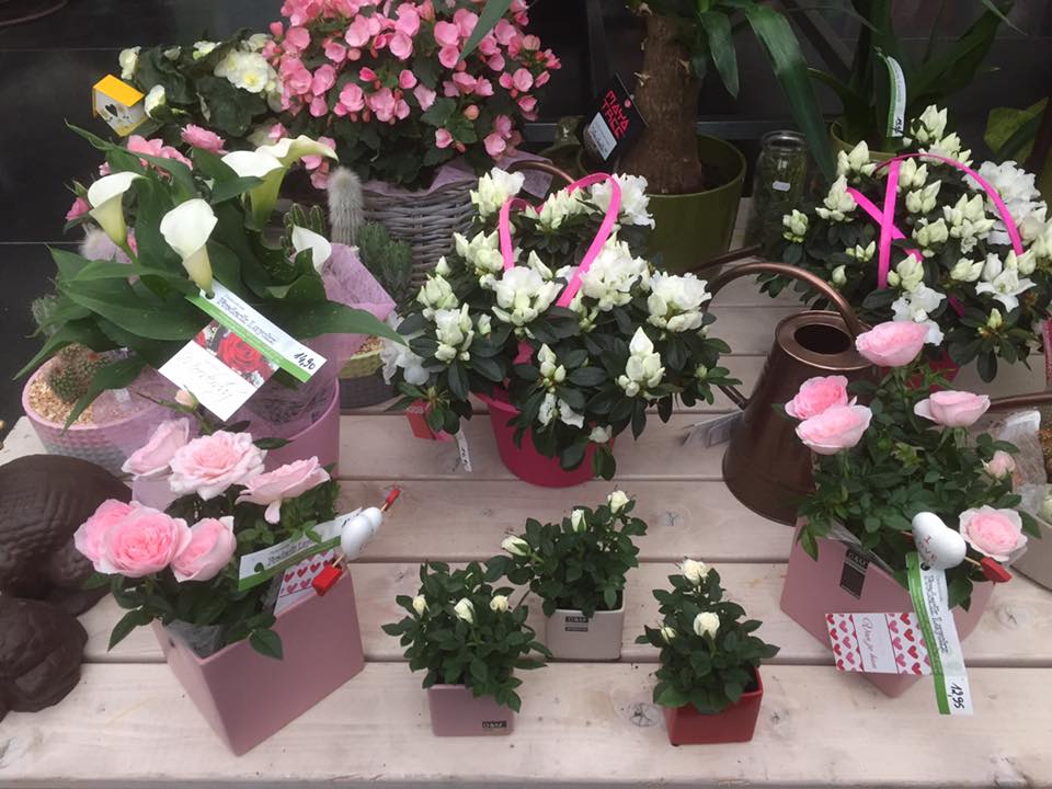 Ook leuke planten voor binnen koopt u bij ons tuincentrum in Brugge