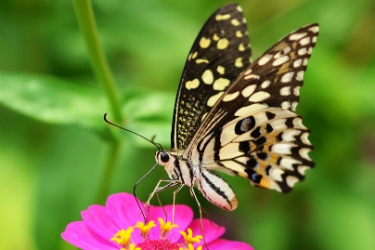 vlinders in de tuin